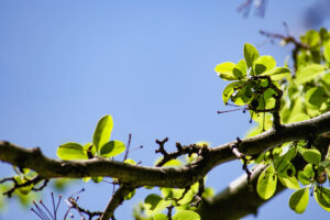 Sunlit branches with green leaves against a blue background.